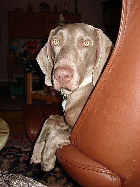 Weimaraner Hot Shoot's Eleu "Himmelhund" - Hej med jer, jeg har vundet læderstolen, så kan de lære det.... billede 1