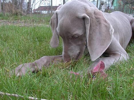 Weimaraner Hot Shoot's Eleu "Himmelhund" - Eleu har fanget en mus, øh en stof-mus *LOL* billede 2