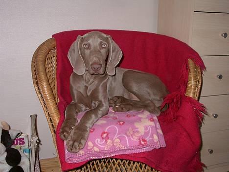 Weimaraner Hot Shoot's Eleu "Himmelhund" - Er jeg ikke sød? (4 md.) billede 6