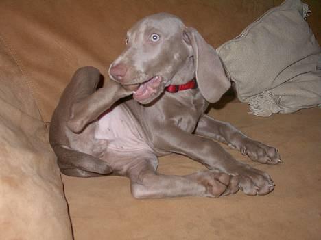 Weimaraner Hot Shoot's Eleu "Himmelhund" - Ummmmmmm tæer smager godt, især hvis de er godt sure. (10 uger)  billede 7