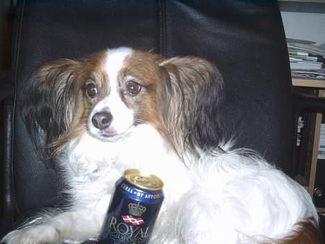 Papillon Gismo - fyfy Gismo (du må ikke drikke ) billede 8