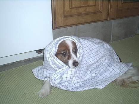 Papillon Gismo - Jeg tror vist lige han er faret vild!!! billede 9