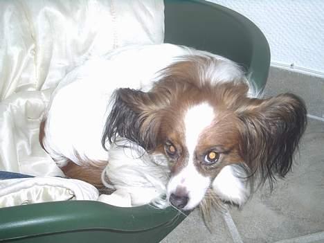 Papillon Gismo - Godnat...!!! billede 10