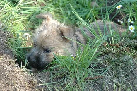 Cairn terrier Zeus billede 3