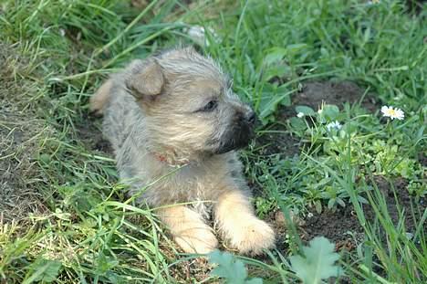Cairn terrier Zeus billede 4