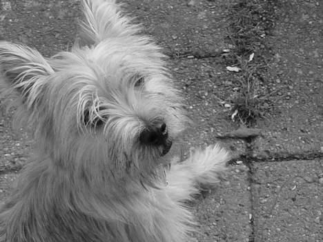 Cairn terrier Zeus billede 2
