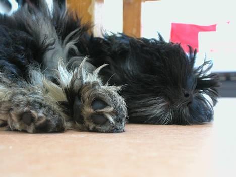 Lhasa apso Arthur billede 4