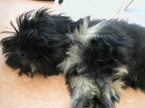 Lhasa apso Arthur billede 6