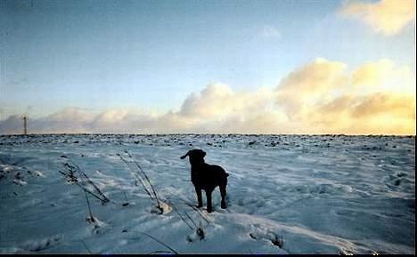 Blanding af racer Lucy - Man kan ikke rigtig se hvad der er for og bag.... Men hovedet er faktisk mod fotografen... billede 5