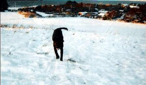 Blanding af racer Lucy - Jeg kan løbe meget stærk når min mor kalder på mig... billede 6