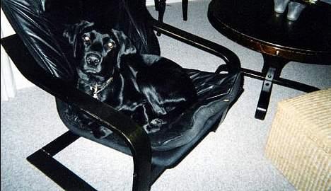 Blanding af racer Lucy - Jeg kan også godt slappe lidt af en gang imellem.... billede 9