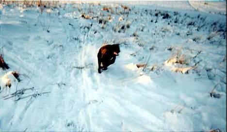 Blanding af racer Lucy - Jeg løber lidt som en Grey Hound..... billede 7