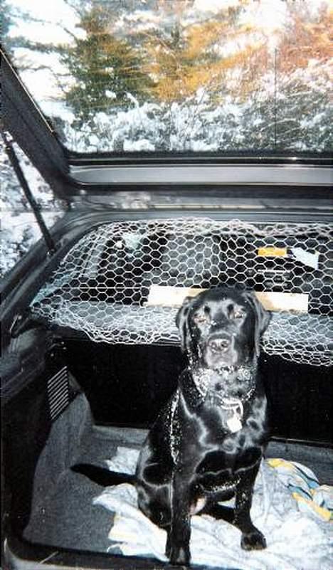 Blanding af racer Lucy billede 8