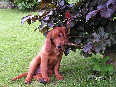 Irsk setter Klippeøens D Malou - Hjælper far med at beskærer træer  billede 1