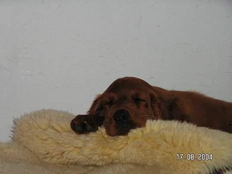 Irsk setter Klippeøens D Malou - Tager en slapper - Det er hårdt at være hvalp billede 2