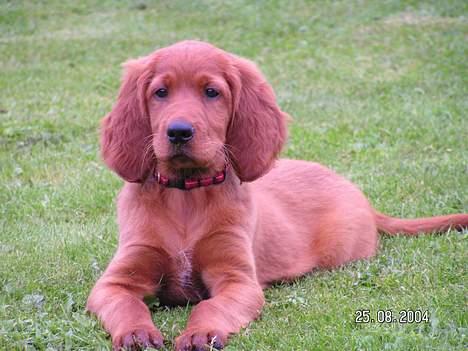 Irsk setter Klippeøens D Malou - Jeg er klar til at blive fotograferet billede 3