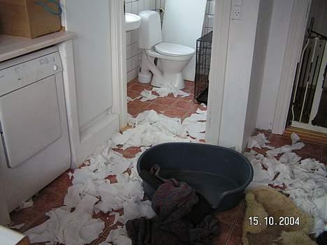 Irsk setter Klippeøens D Malou - Så meget fylder 6 ruller toiletpapir - Det dækker hele gulvet billede 4