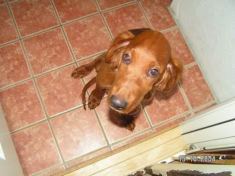 Irsk setter Klippeøens D Malou - Undskyld !!!!!! billede 5