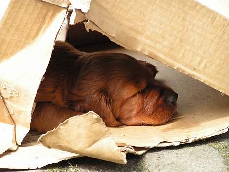 Irsk setter Klippeøens D Malou - Papkasse-show er slut billede 6