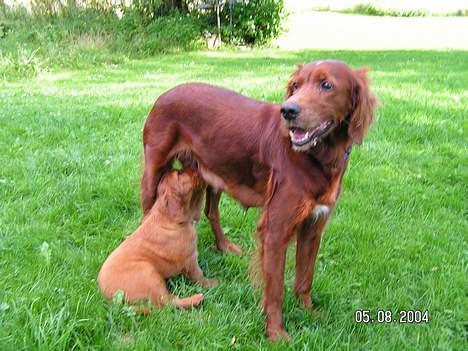 Irsk setter Klippeøens D Malou - Min mor og jeg - en af de sidste dage hvor vi var sammen. billede 7