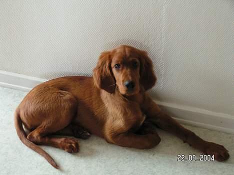 Irsk setter Klippeøens D Malou - Her ligger jeg så ..... billede 8