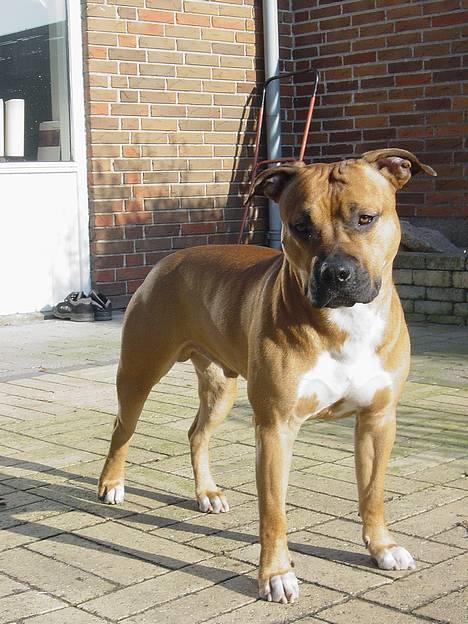 Amerikansk staffordshire terrier Battle of evermore - Battle gør sig smuk.... billede 9