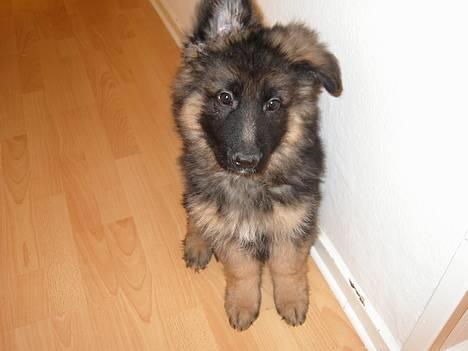 Schæferhund Tønagergården´s Ganto billede 1