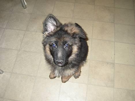 Schæferhund Tønagergården´s Ganto billede 2