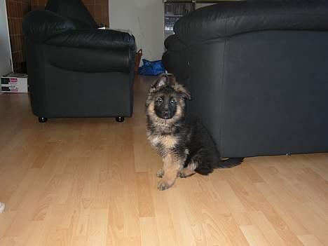 Schæferhund Tønagergården´s Ganto billede 3