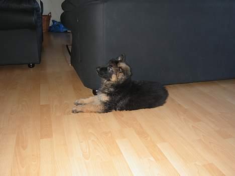 Schæferhund Tønagergården´s Ganto billede 4