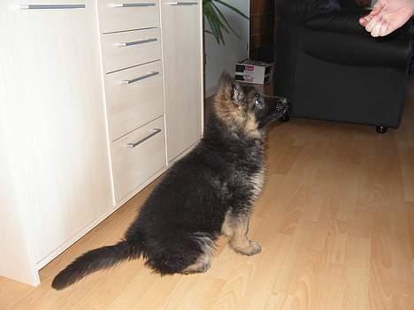 Schæferhund Tønagergården´s Ganto billede 5