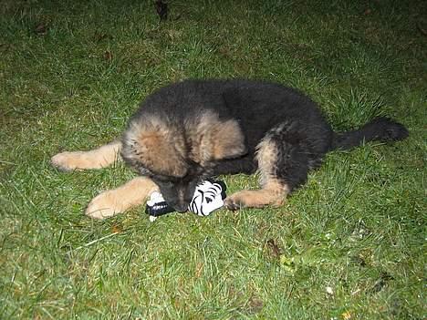 Schæferhund Tønagergården´s Ganto billede 6