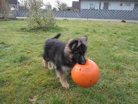Schæferhund Tønagergården´s Ganto - Skal vi spille basket ? - taget d. 6 december billede 7