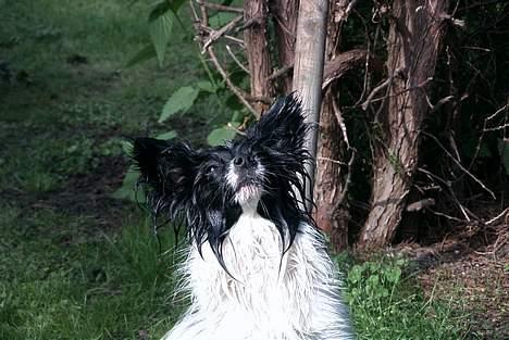 Papillon Luffe - Luffe har lige taget sig en svømme tur sammen med fiskene i havebassinet!! billede 1