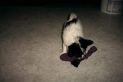 Papillon Luffe - ja sså leger han med sine strømper billede 2