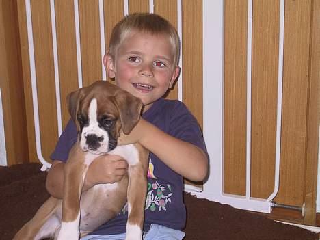 Boxer Rodsteds Dina billede 5