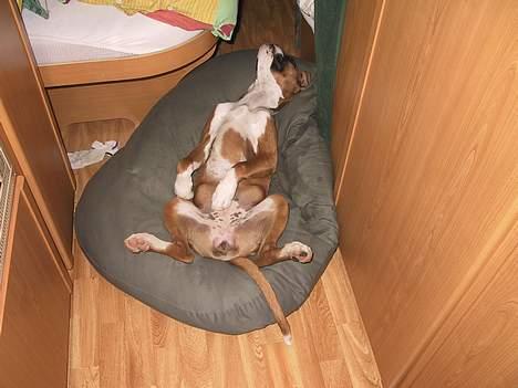 Boxer Rodsteds Dina billede 6