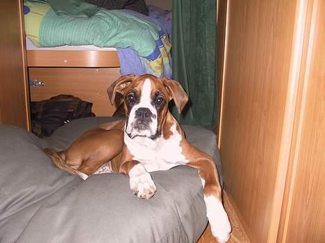 Boxer Rodsteds Dina billede 7