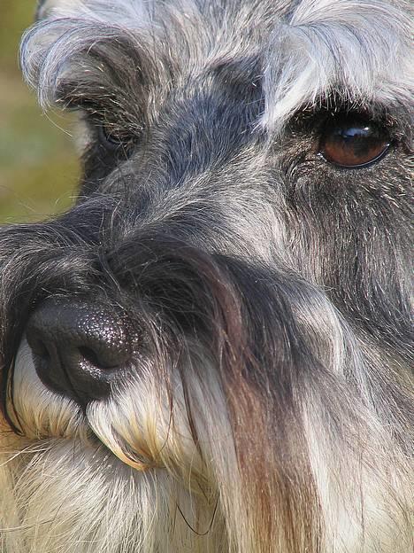 Dvaergschnauzer Dina billede 2