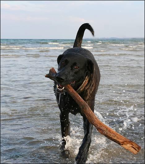 Labrador retriever Tulle billede 1