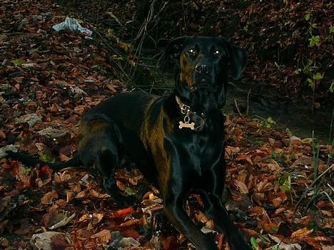 Labrador retriever Tulle billede 2