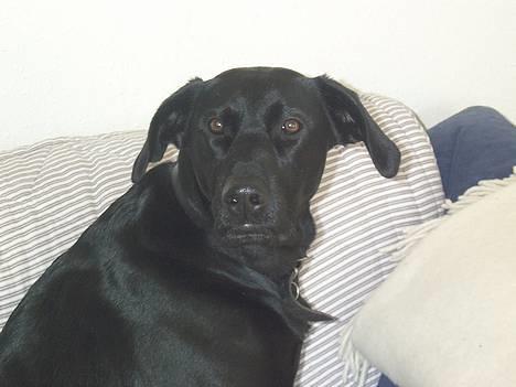 Labrador retriever Tulle billede 3