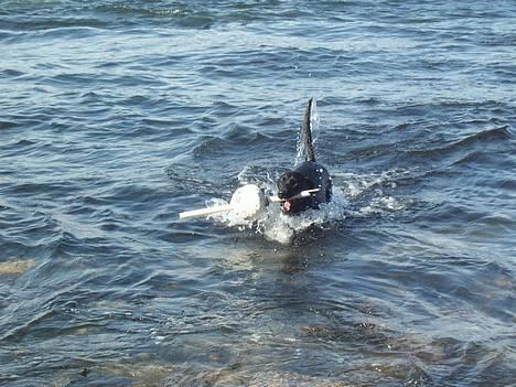 Labrador retriever Tulle - Tulle ved helligdoms klipperne på Bornholm 2005. billede 4