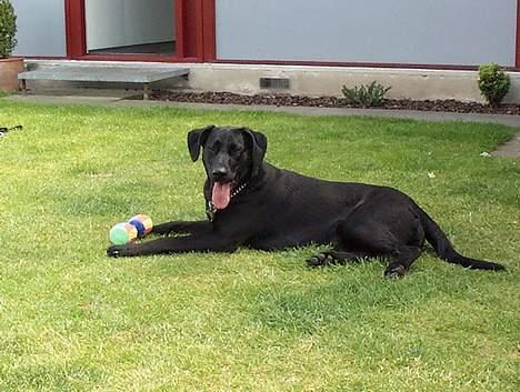 Labrador retriever Tulle billede 5