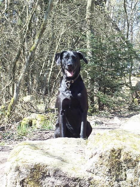 Labrador retriever Tulle - Tulle på bornholm 2005 . billede 6