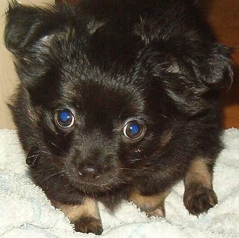 Chihuahua Louis billede 2