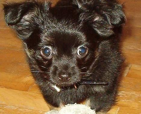 Chihuahua Louis billede 3