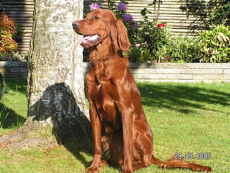 Irsk setter Klippeøens D Malou billede 9