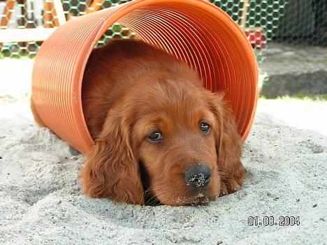 Irsk setter Klippeøens D Malou - Sikke en lækker seng jeg har fået billede 10