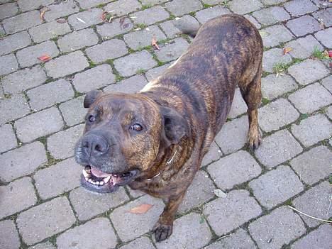 Blanding af racer Bessie billede 2